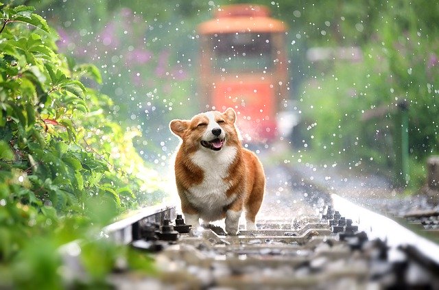  개꿈해몽과 강아지꿈,개가 나오는 꿈에 대해 알려드립니다