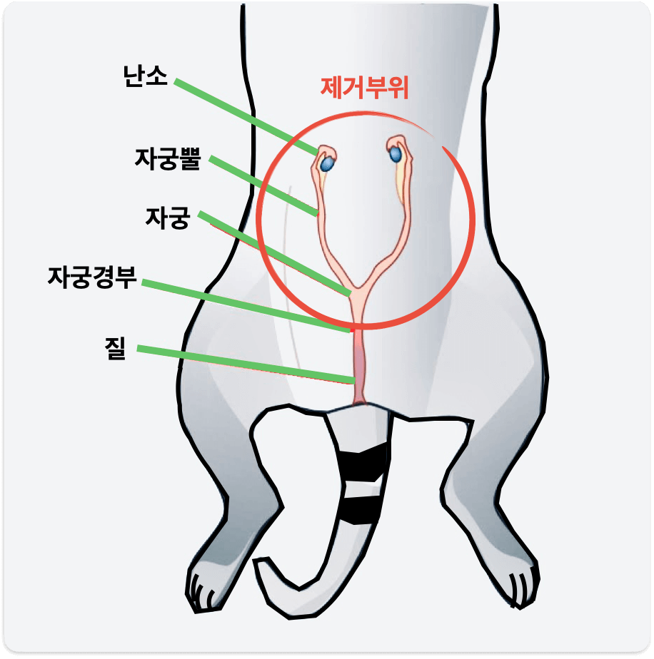 암컷 고양이 중성화 수술