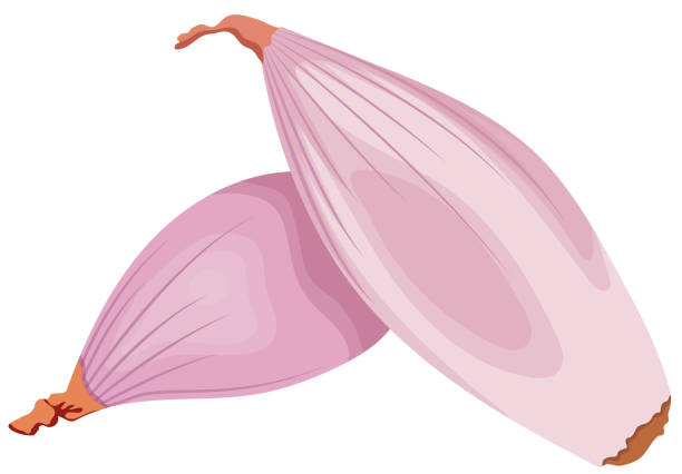 샬롯 효능