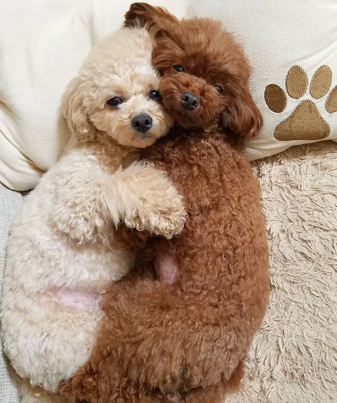  잘 때마다 서로를 껴안고 자는 댕댕쓰