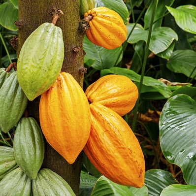카카오 나무와 열매 사진