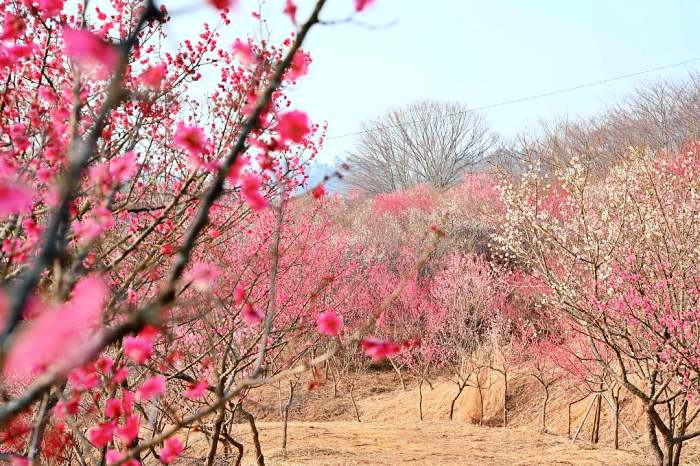 생방송오늘저녁 진주 매화숲 1년에 한 달만 개방 홍매화 매화꽃 식물원