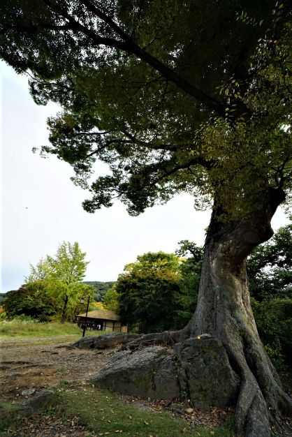 노거수 느티나무&#44; 클로즈업&#44;