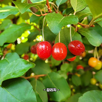 보리수 효능