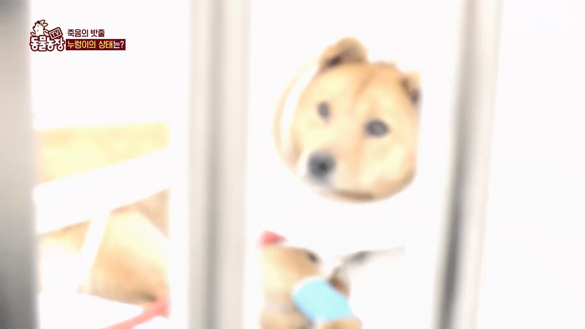 TV 동물농장.E1159.240218p.H264-F1RST.mp4_20240218_170014.173.jpg