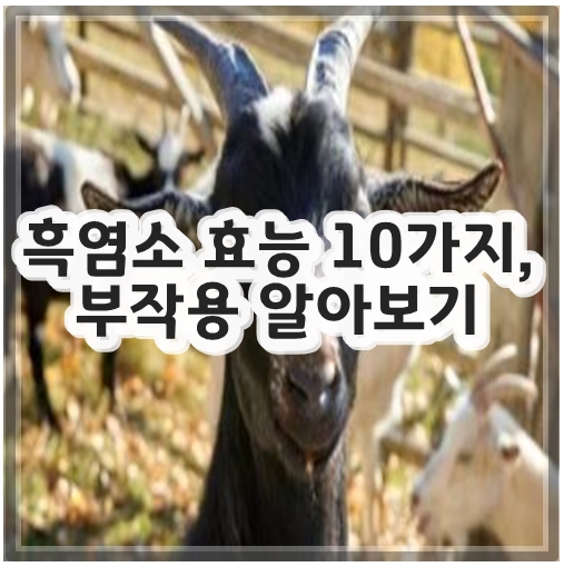 흑염소 효능 10가지&#44; 부작용 알아보기