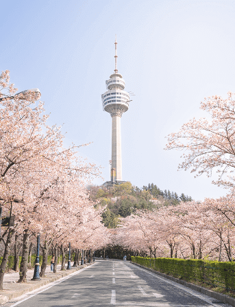 이월드 벚꽃축제 대구