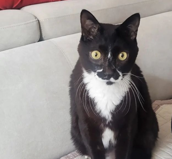  고양이 방광염: 원인과 증상을 알아보자