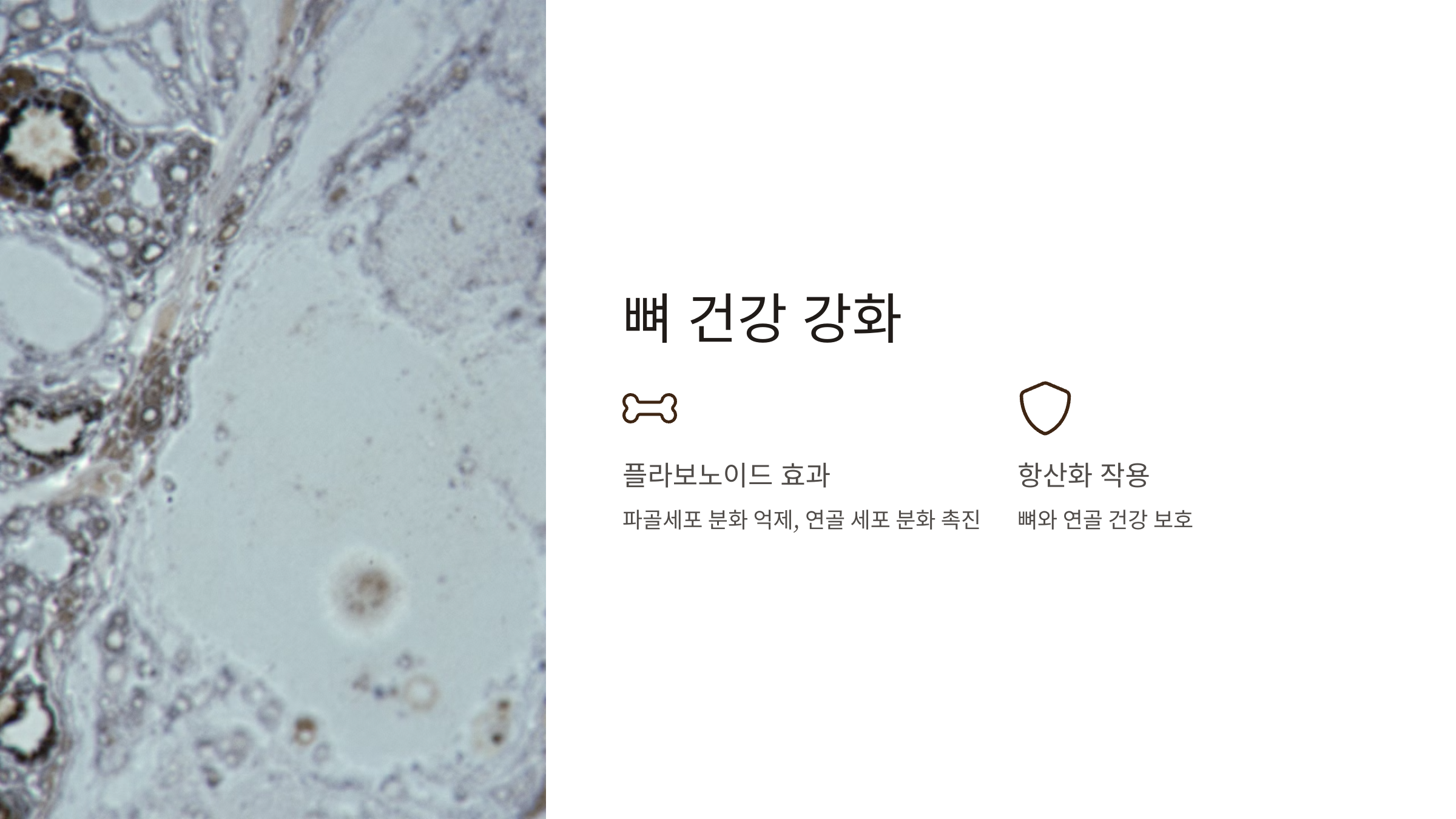 마가목 효능