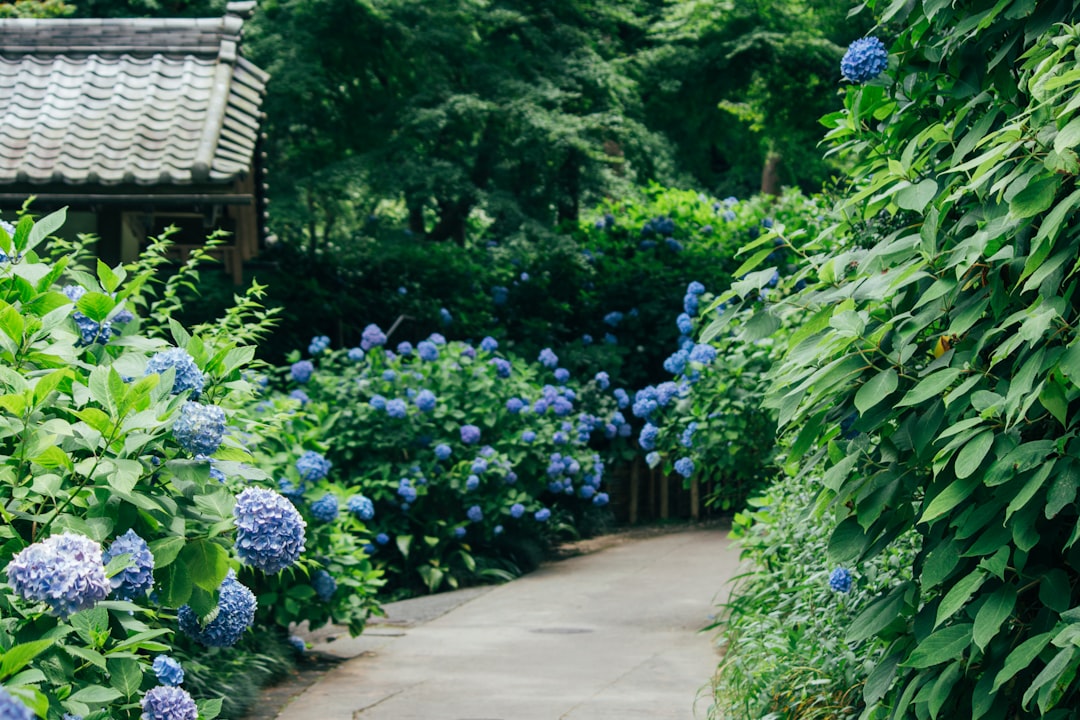 'Hydrangea'