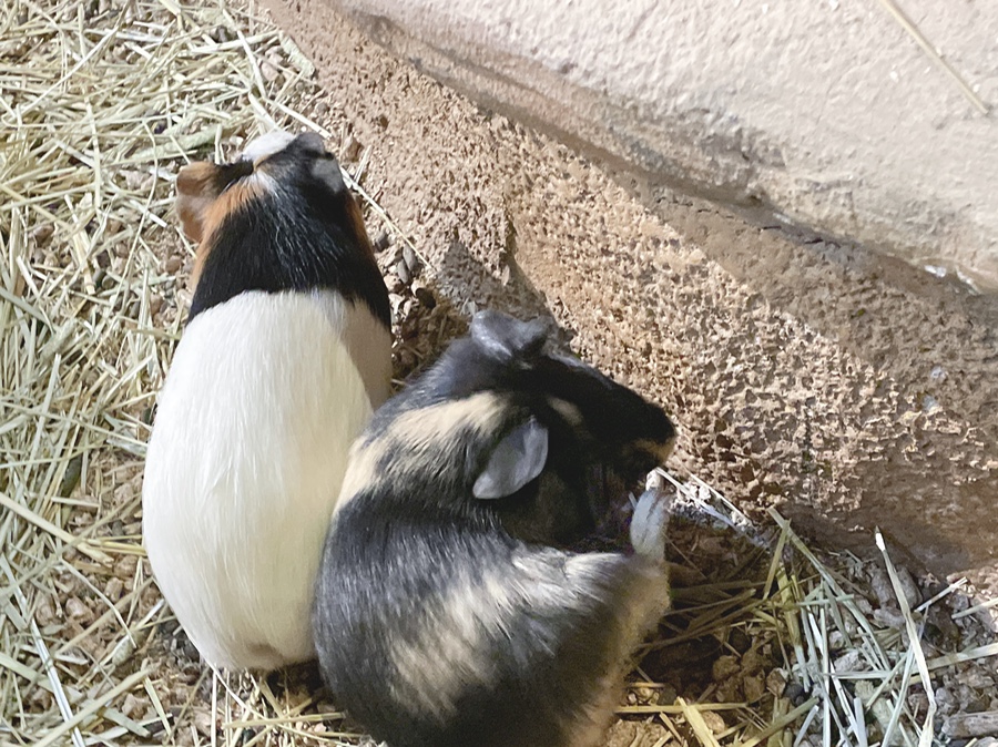 기니피그 키우기 기니피그 키우기수명과 주의점 (집 5