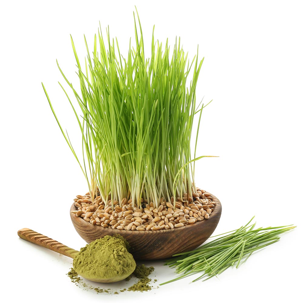 보리싹 싹의 7가지 효능과 부작용 11