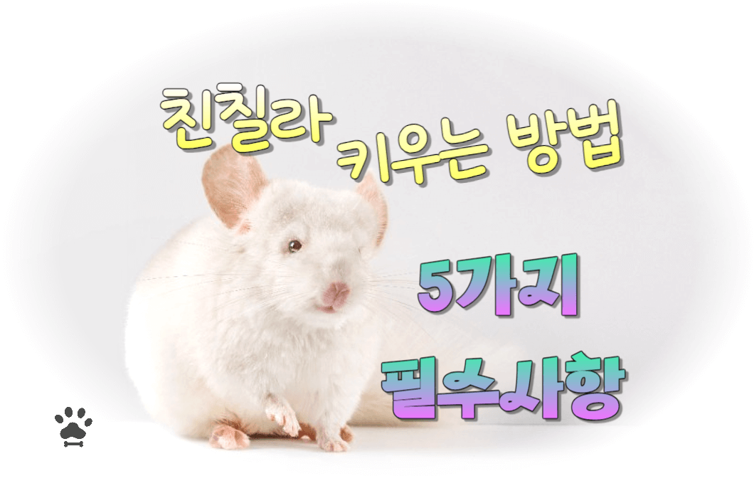 친칠라 키우는방법