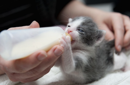 우유를 마시는 갓 태어난 고양이.
