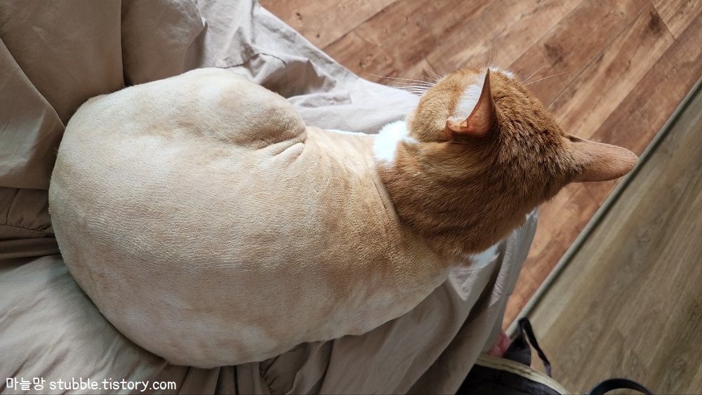 치마입고 아빠다리하고 있는 집사위에 자신의 몸을 끼워 맞춰 앉아있는 고양이