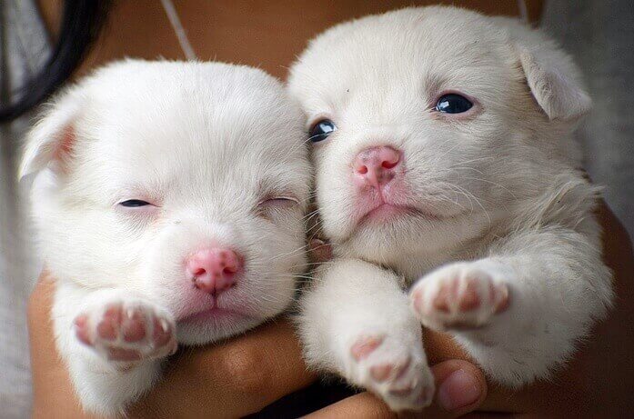 하얀 모색의 아주 어린 아기 강아지 두마리