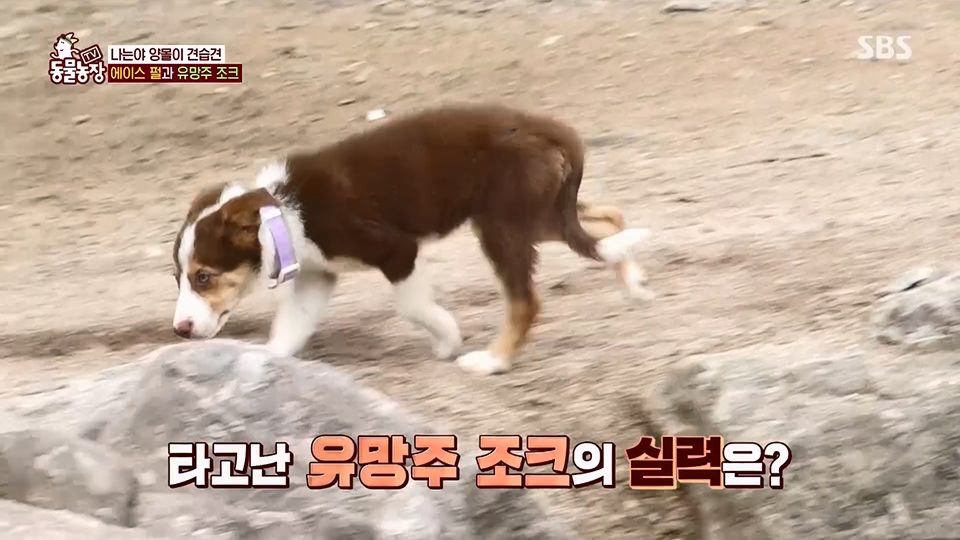 TV 동물농장.E1125.230618p.H264-F1RST.mp4_20230618_192102.159.jpg