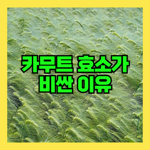 카무트 효소 효능