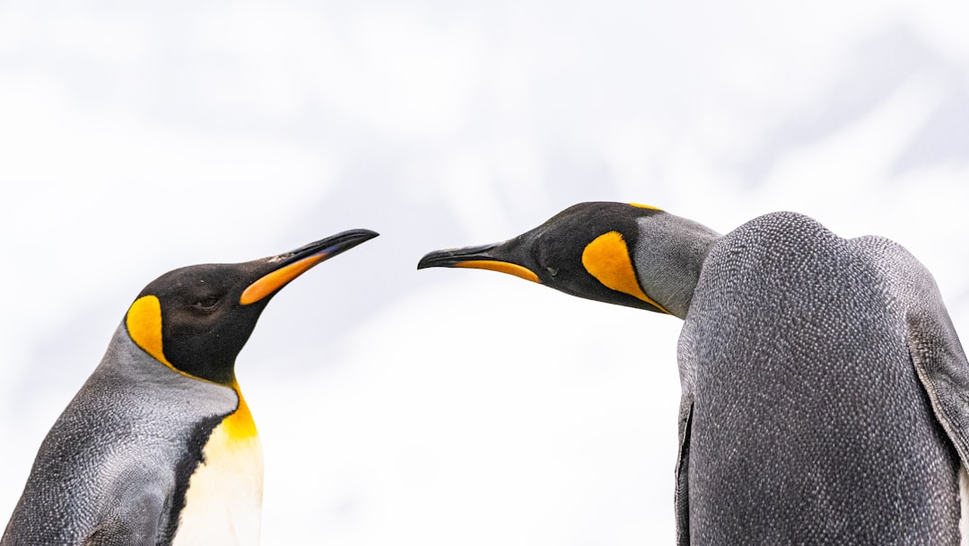 Dispute