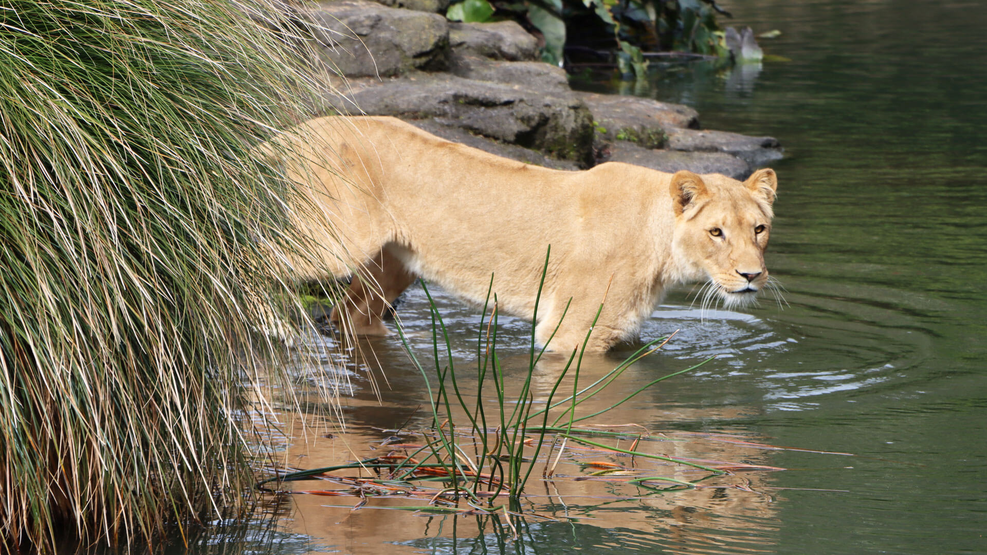 lion-females-arrival-gallery-1 사진출처 aucklandzoo.co.nz