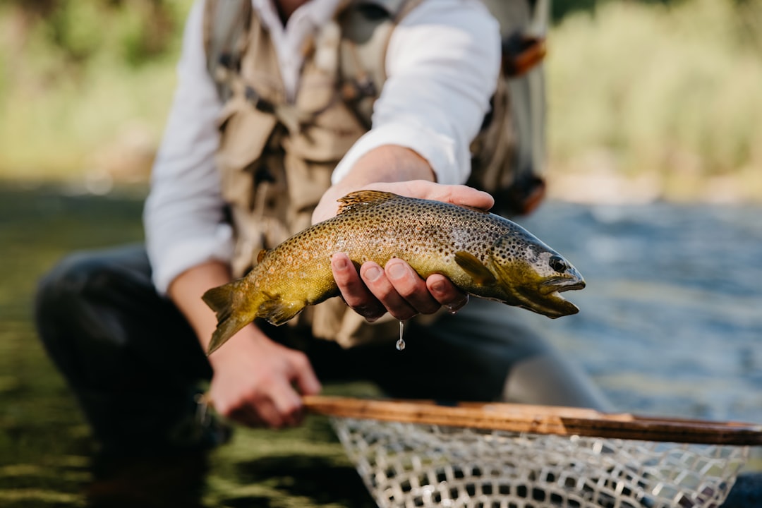 Trout