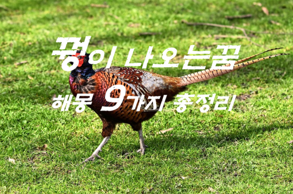  꿩꿈 해몽 9가지 총정리