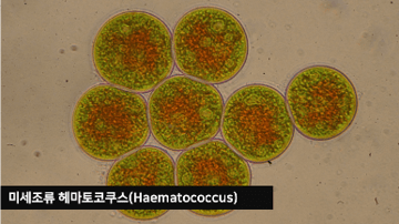 미세조류 헤마토코쿠스(Haematococcus)