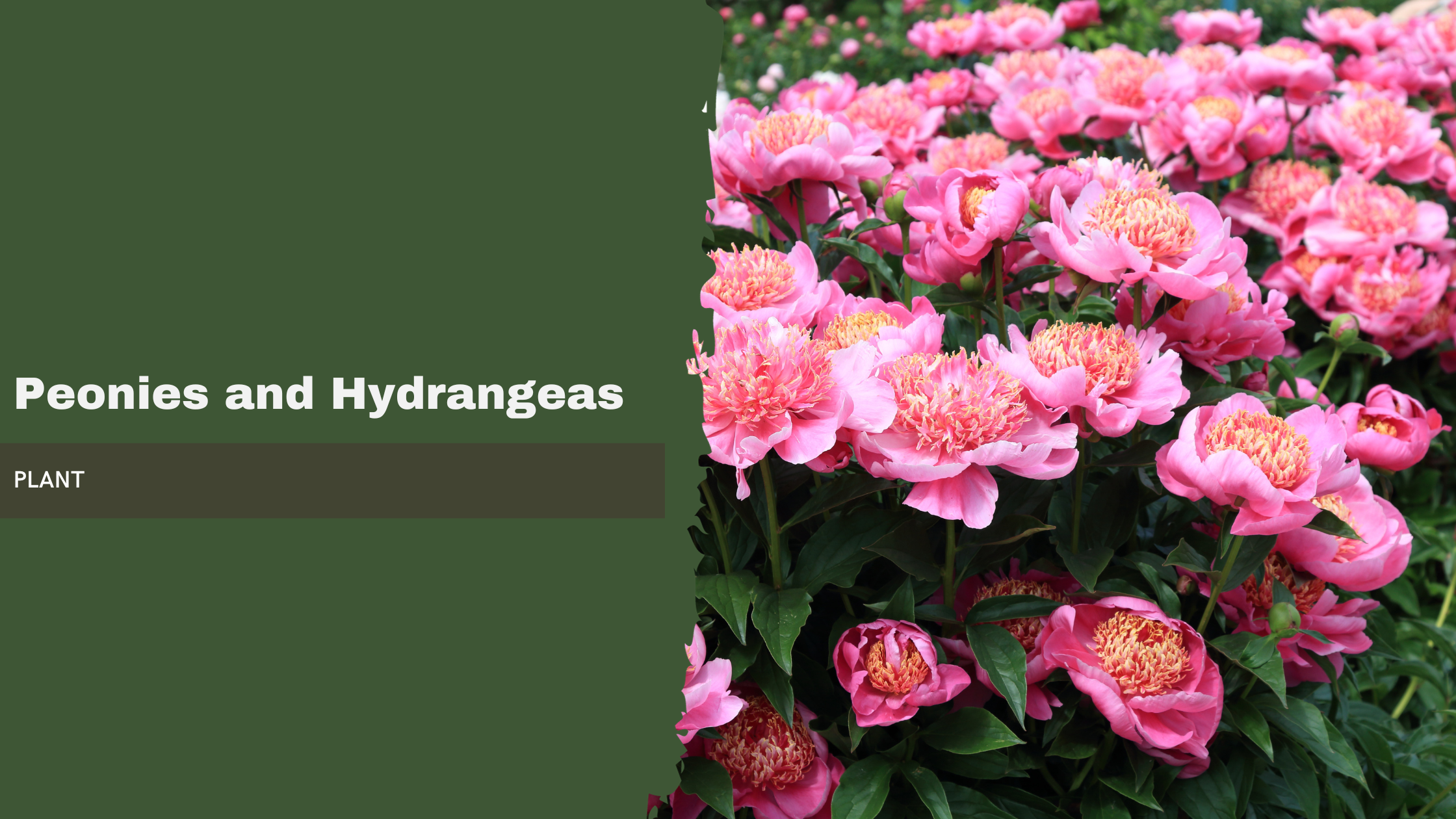 Peonies and Hydrangeas