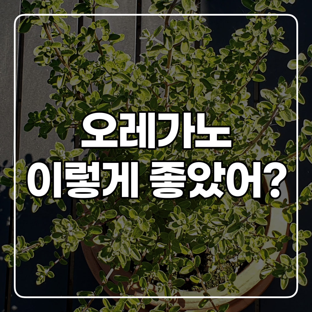  몸에 좋은 오레가노? 부작용도 있어요!
