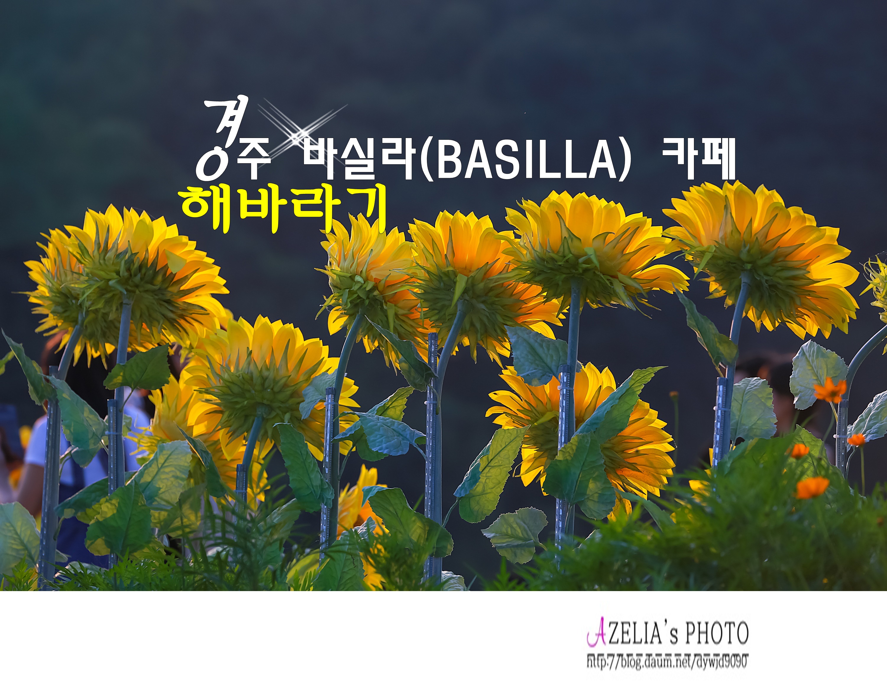 바실라 이미지