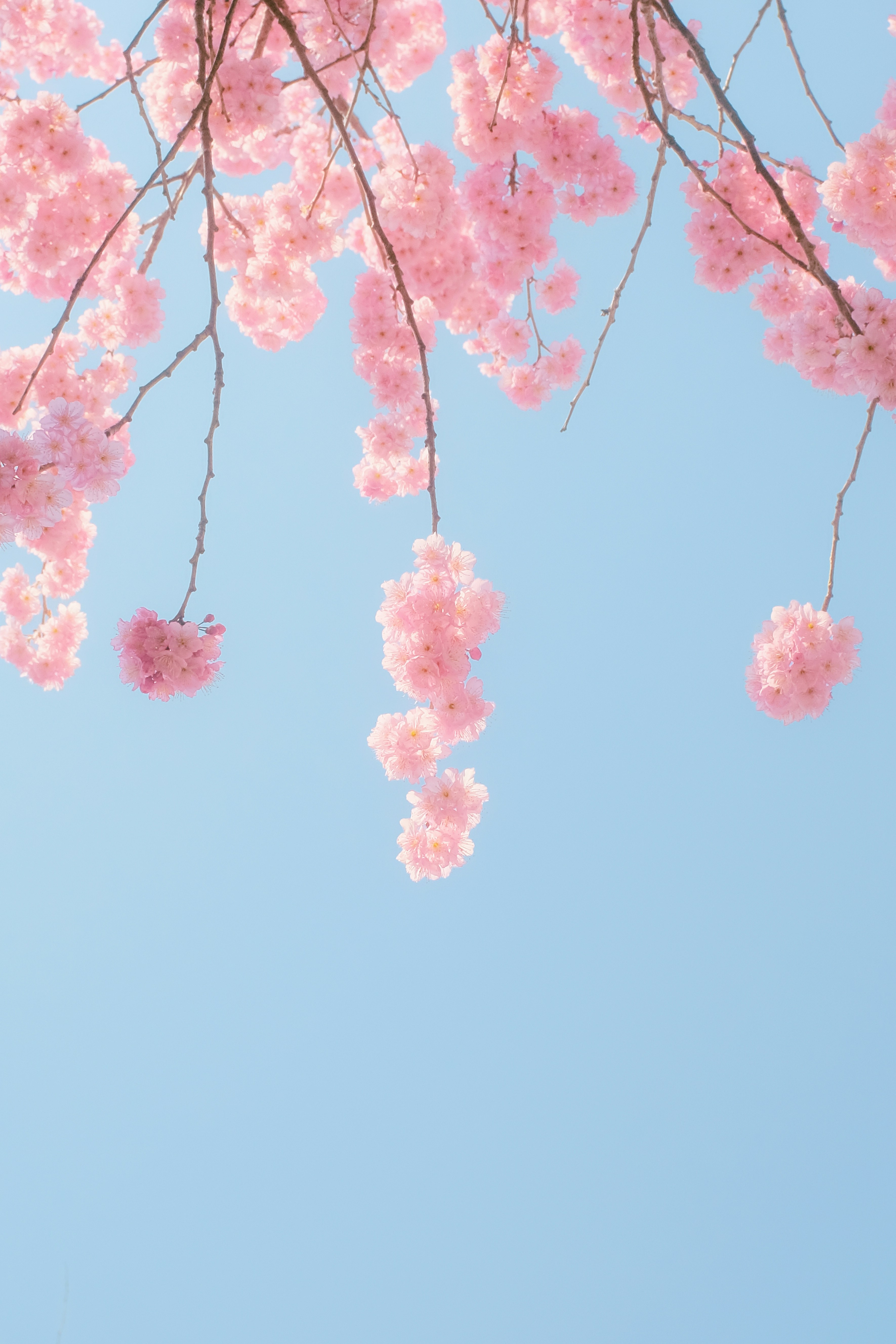 2024-여의도-벚꽃축제