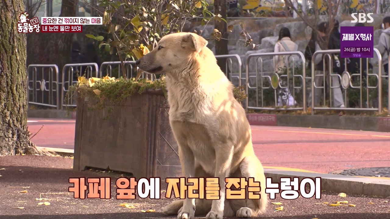 TV 동물농장.E1154.240115p-NEXT.mp4_20240114_184357.200.jpg