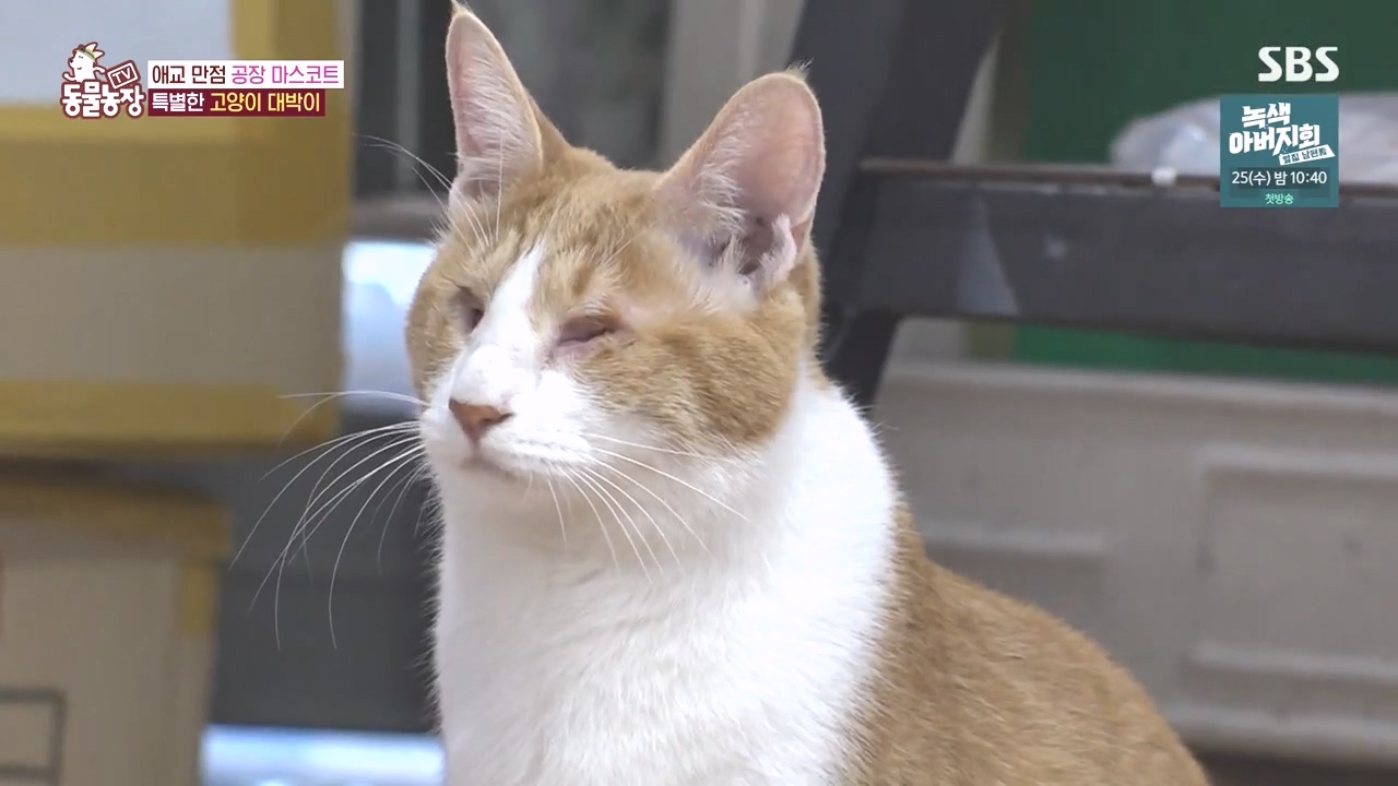 TV 동물농장.E1141.231016p-NEXT.mp4_20231015_173945.626.jpg