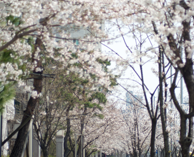 4월 2일 안양예술공원 벚꽃 현황 사진 이미지