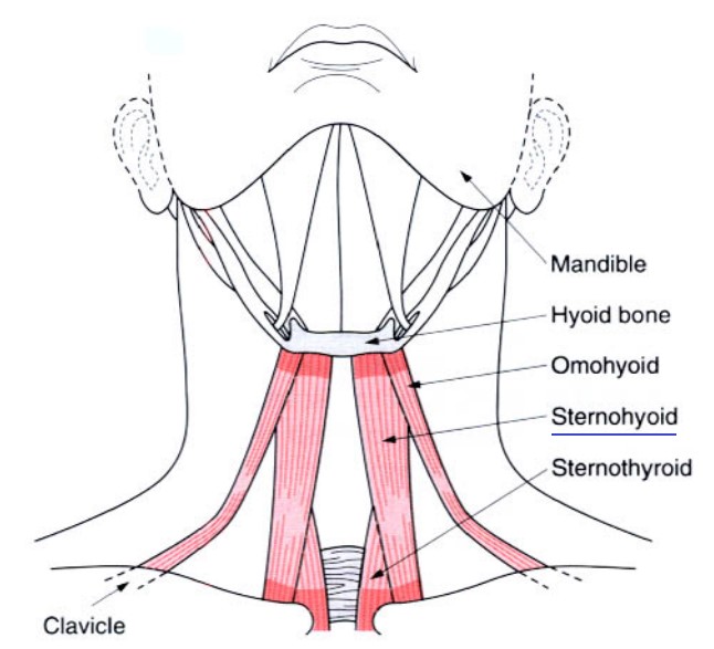 설골하근의 근육들의 위치 설명 그림