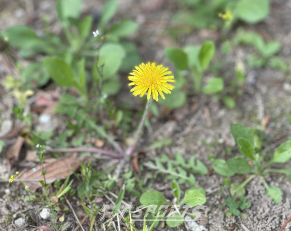민들레 이미지