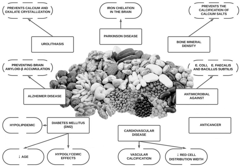 Positive effects of phytic acid foods