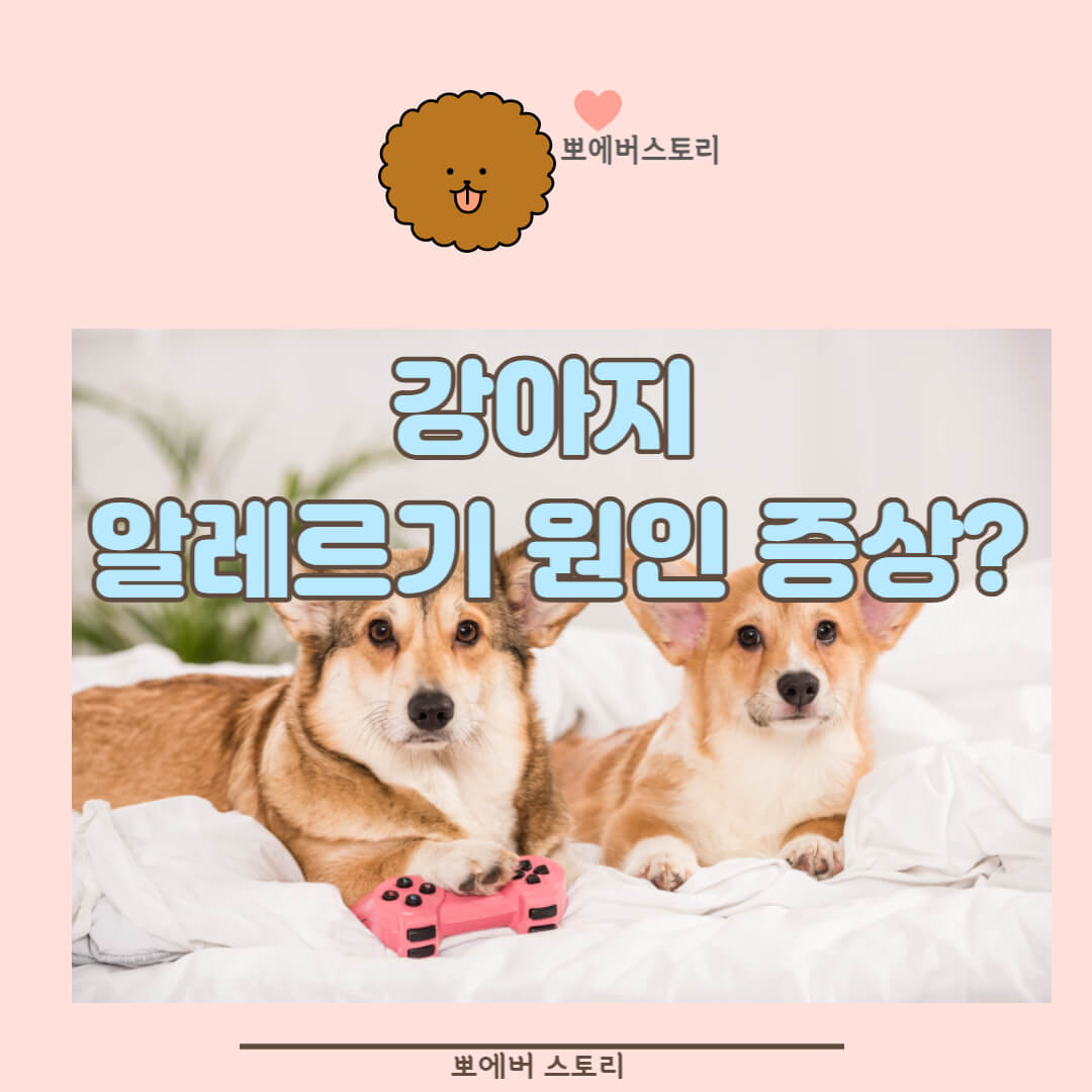 강아지알레르기원인