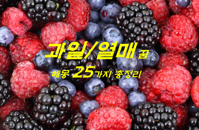  과일, 열매, 딸기꿈 해몽 25가지 총정리