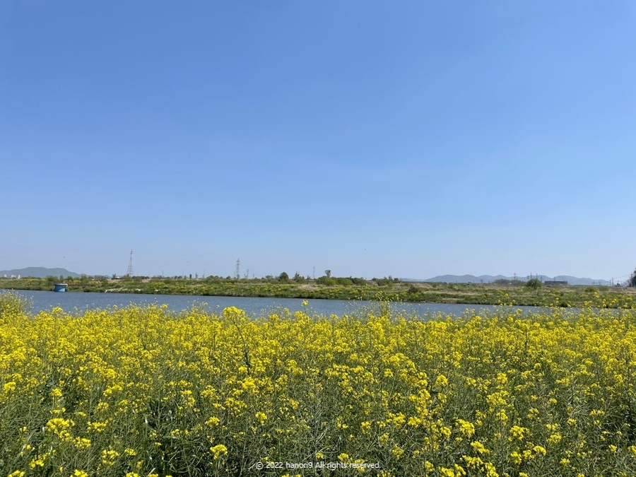 영산강 나주 유채꽃 나들이 8