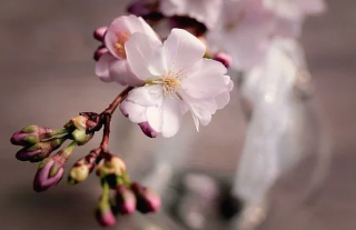 벚꽃 이미지 -2