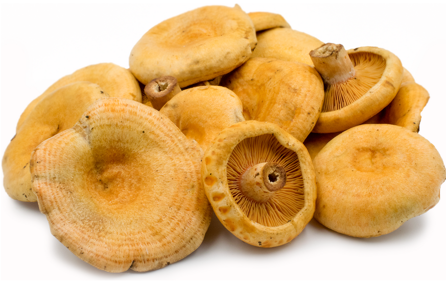  맛젖버섯 Saffron Milk Cap 에 대해서 알아볼게요.