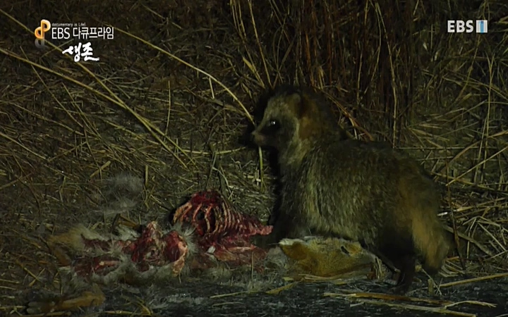 EBS 다큐프라임_ 220628.avi_20220629_210201.731.jpg
