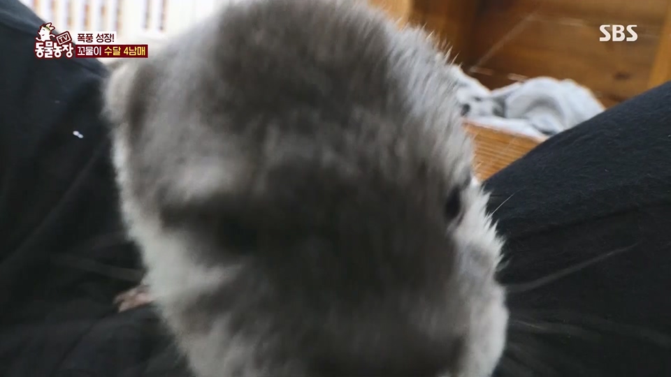 TV 동물농장.E1128.230709p.H264-F1RST.mp4_20230709_183604.220.jpg