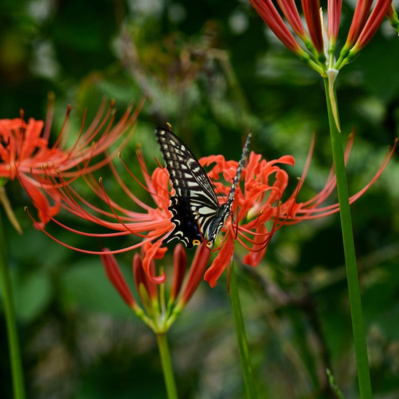 꽃무릇 (석산) Lycoris radiata (L&amp;#39;Her.) Herb. 1819