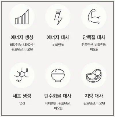 비타민B 효능