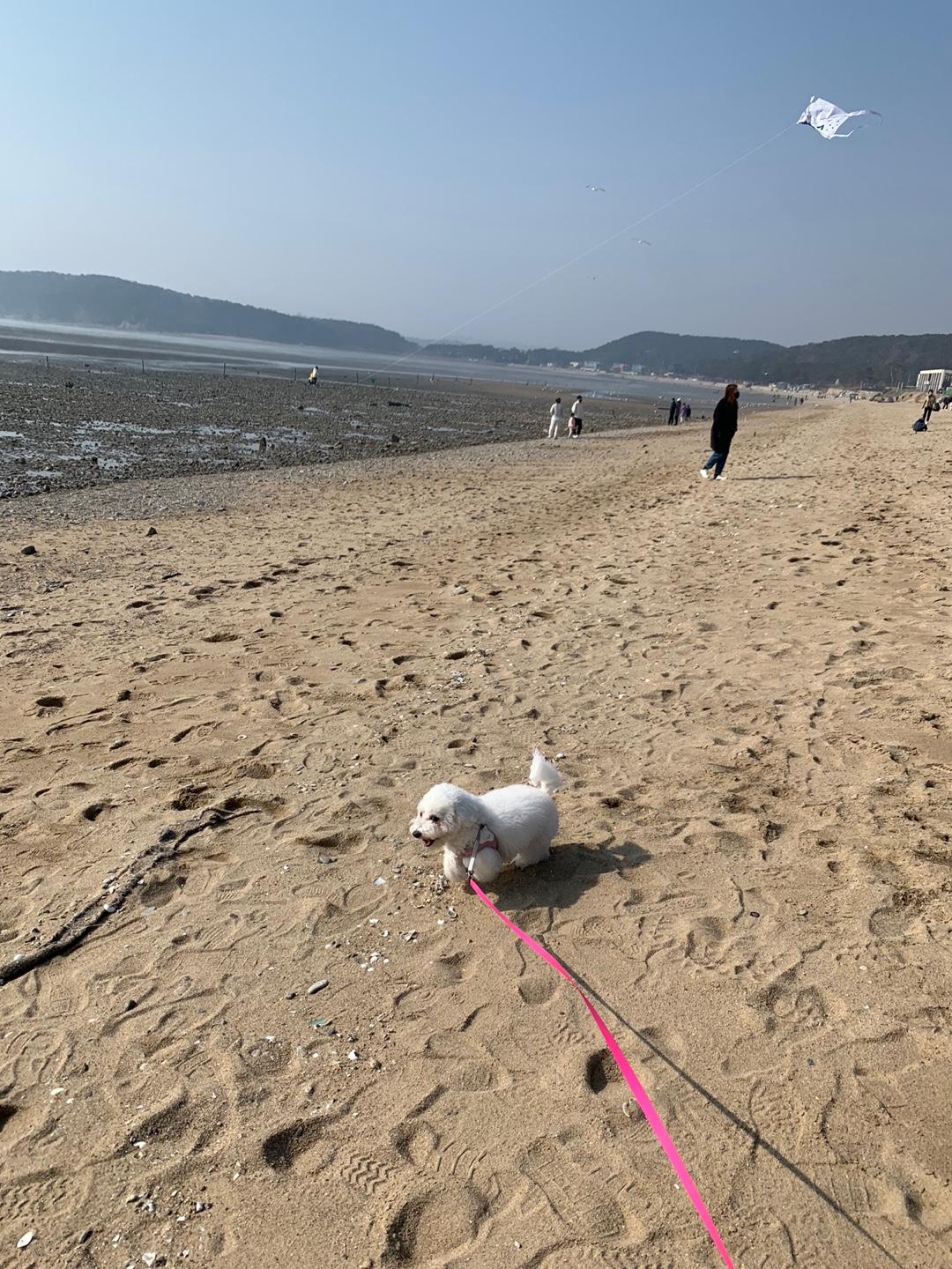 동구의 똥꼬발랄한 영종도 마시안해변 봄 산책 모습(5)
