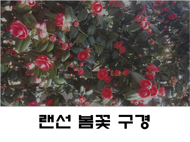  3월 봄꽃 구경 코로나때문에 못했다면 랜선 봄꽃 구경 떠나요