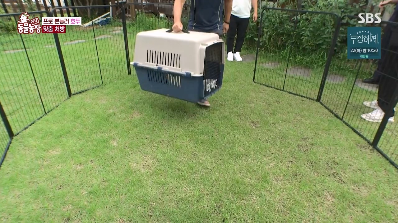 TV 동물농장.E1133.230814p-NEXT.mp4_20230813_171332.164.jpg