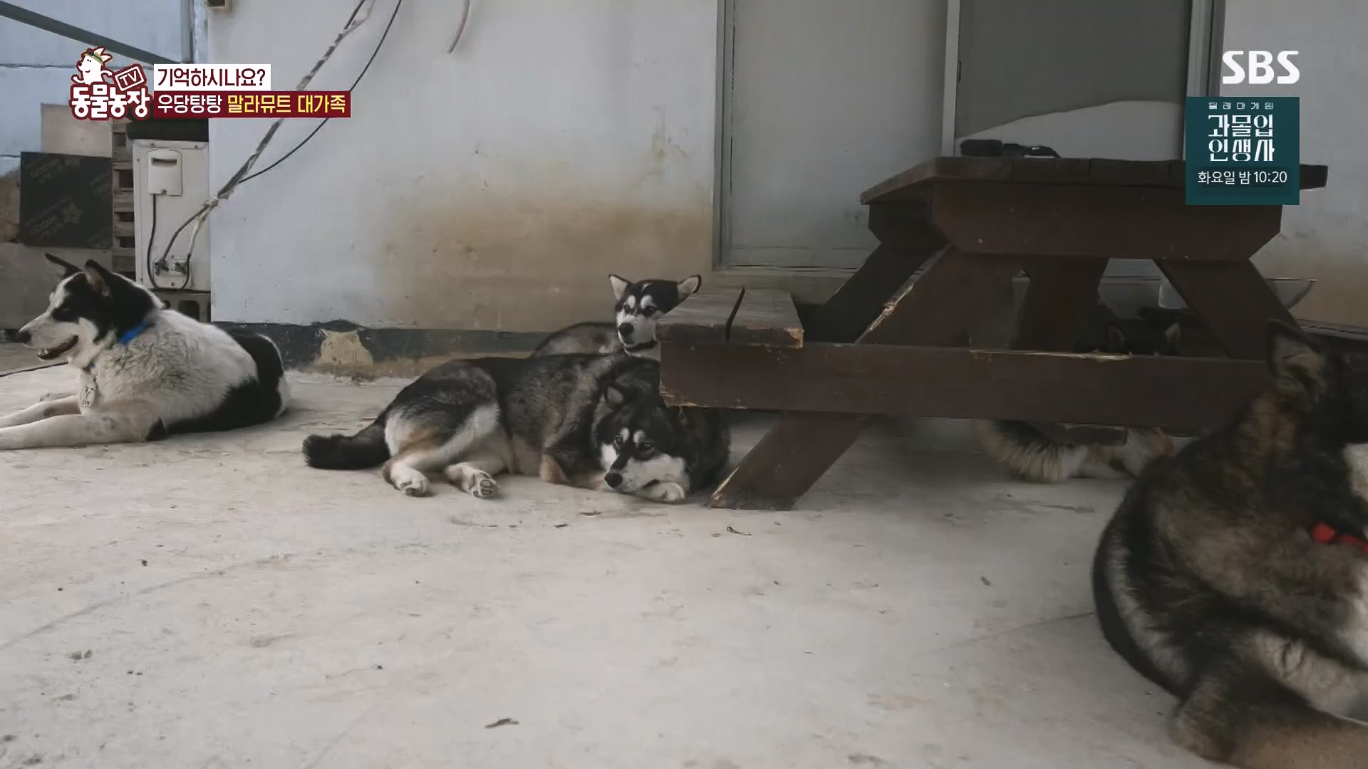 TV 동물농장.E1136.230903p.H264-F1RST.mp4_20230903_180334.543.jpg